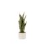 Plante Artificielle en Pot Sansevieria 37cm Vert