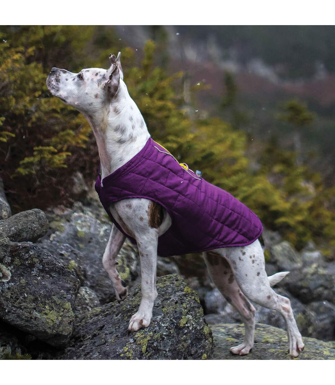 Loft dog jacket xs violet/grey Kurgo-1