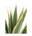 Plante Artificielle en Pot Agave 135cm Vert-2