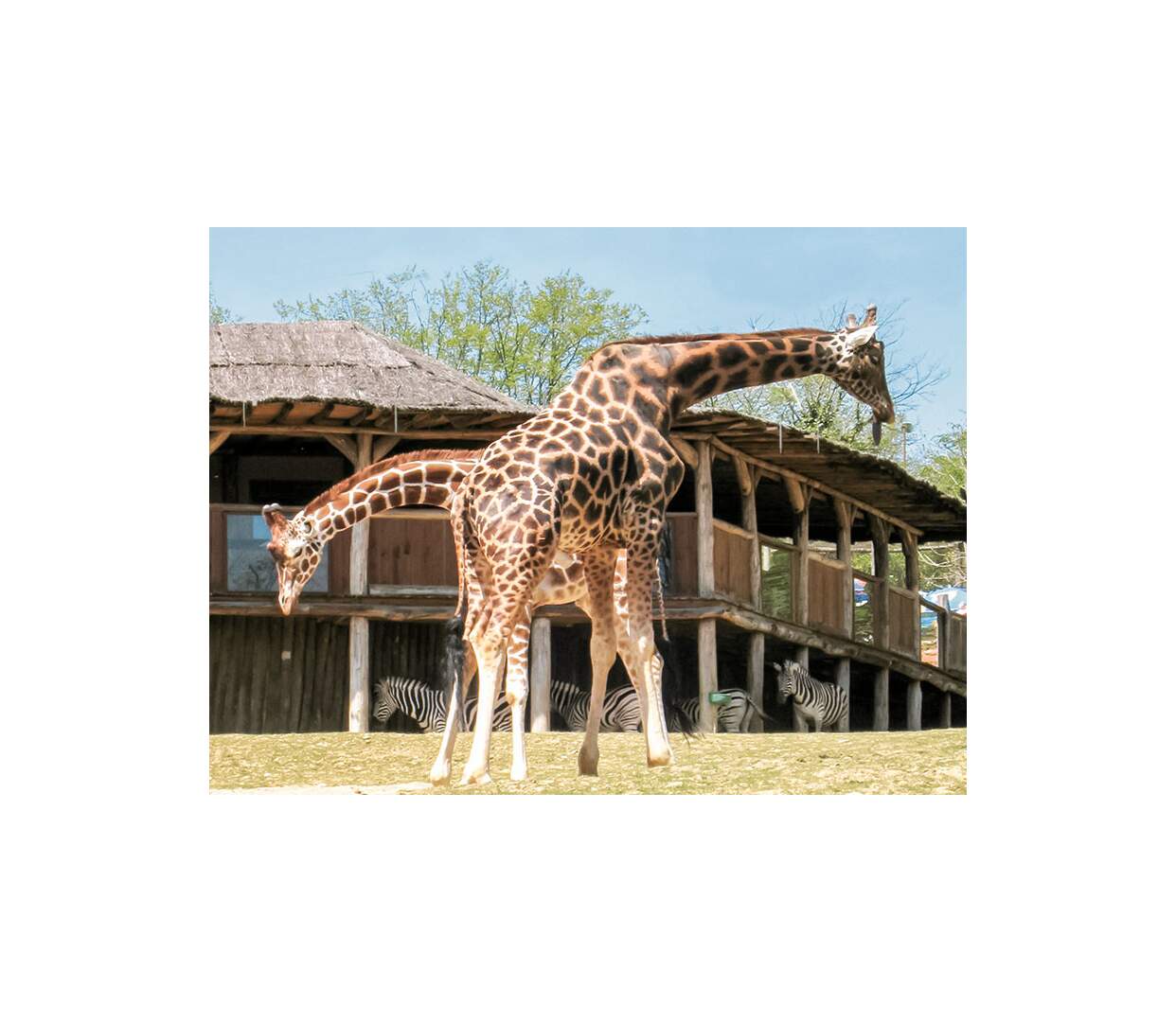 Journée au Parc Zoologique d'Amnéville pour 2 adultes - SMARTBOX - Coffret Cadeau Sport & Aventure-2