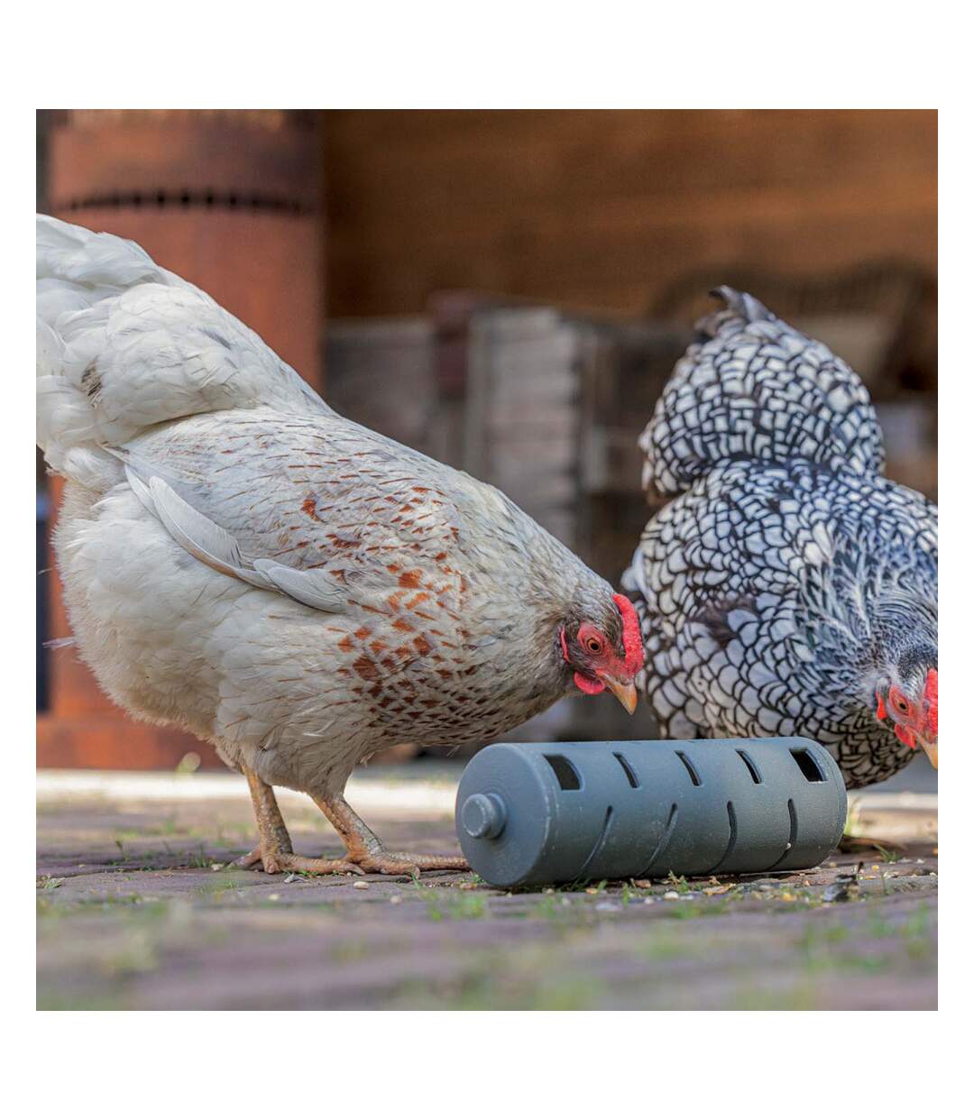 Distributeur roulant à friandises  en plastique recyclé pour poules