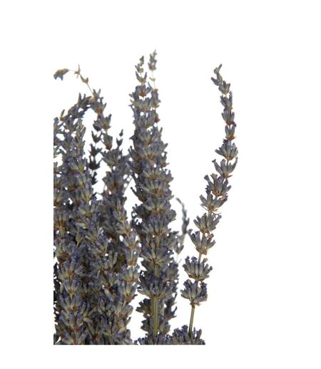 Bouquet de Fleurs Séchées Lavande 73cm Mauve