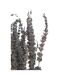Bouquet de Fleurs Séchées Lavande 73cm Mauve-2