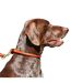 Weatherbeeta Rolled Leather Dog Collar (Tan) (S) - UTWB1256