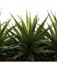 Centre de Table Aloe Vera Plant 31cm Blanc-3