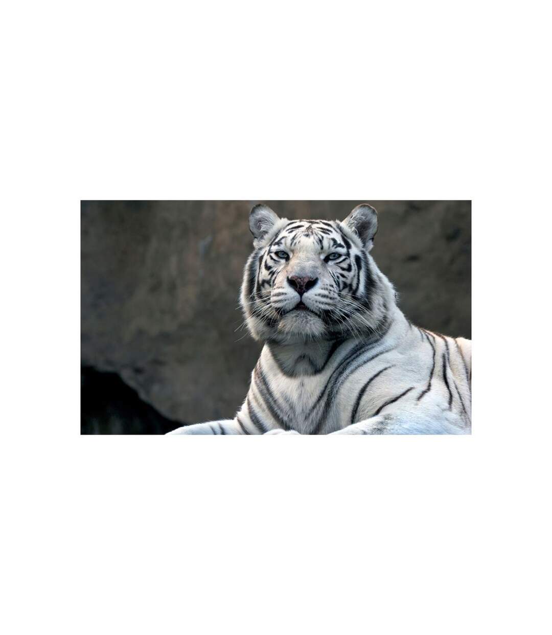 Papier Peint Tigre du Bengale au Zoo II 450x270cm-2
