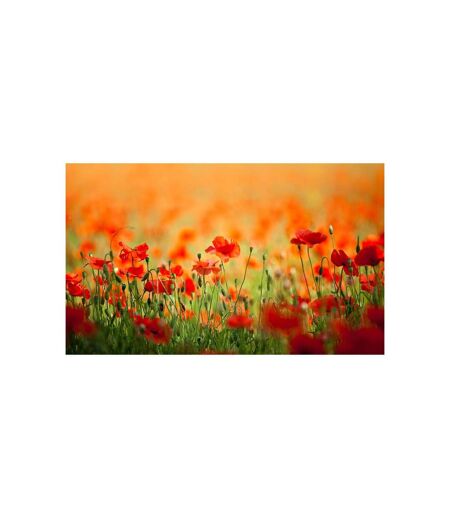 Papier Peint Coquelicots, Beaux Jours D'été 270x450cm