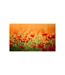 Papier Peint Coquelicots, Beaux Jours D'été 270x450cm-2