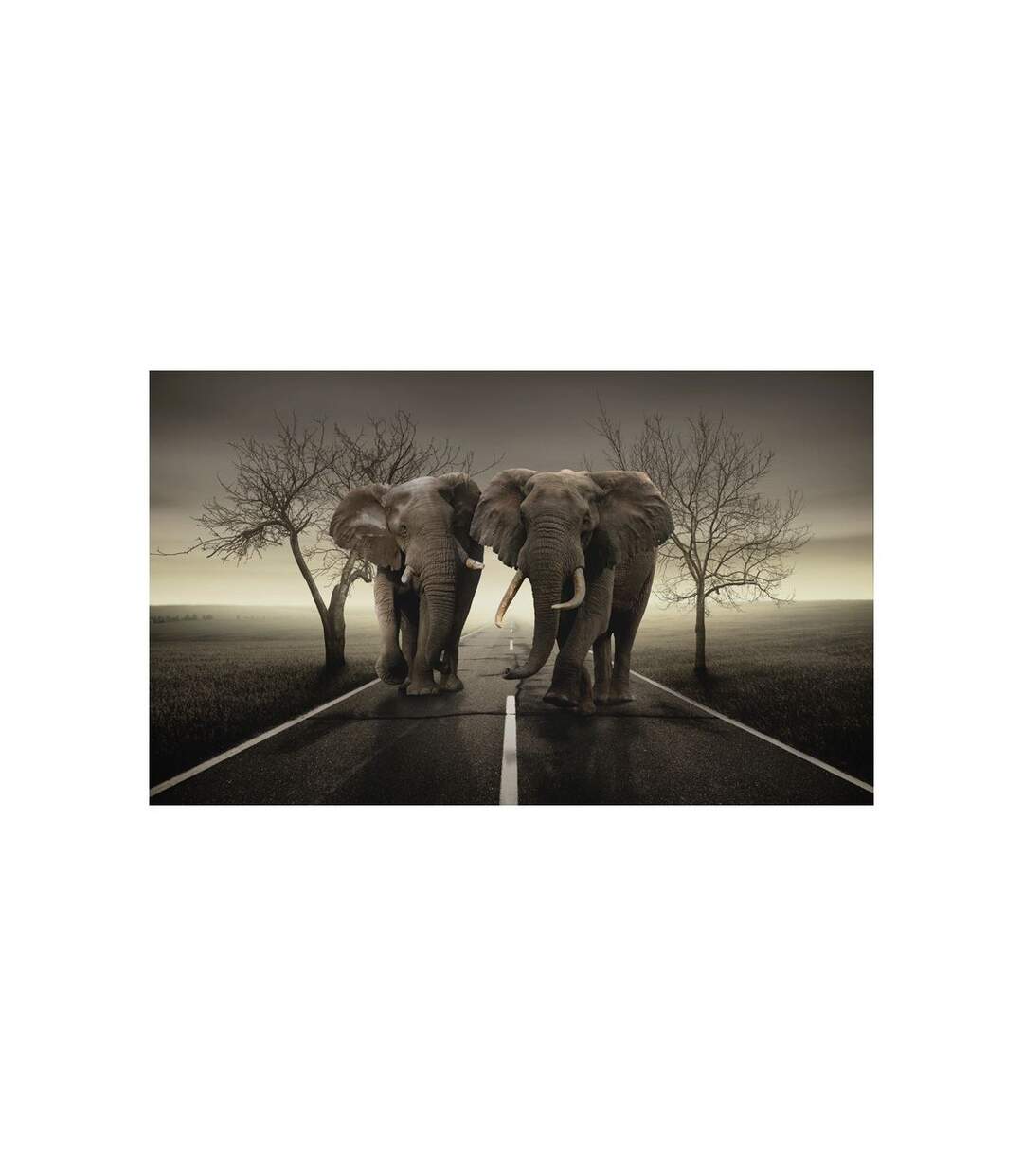Papier Peint City of Elephants 270x450cm-2