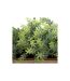 Jardinière en Bois Green House 35cm Naturel