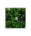 Carré Végétal Artificiel Classique Izy 50cm Vert-2
