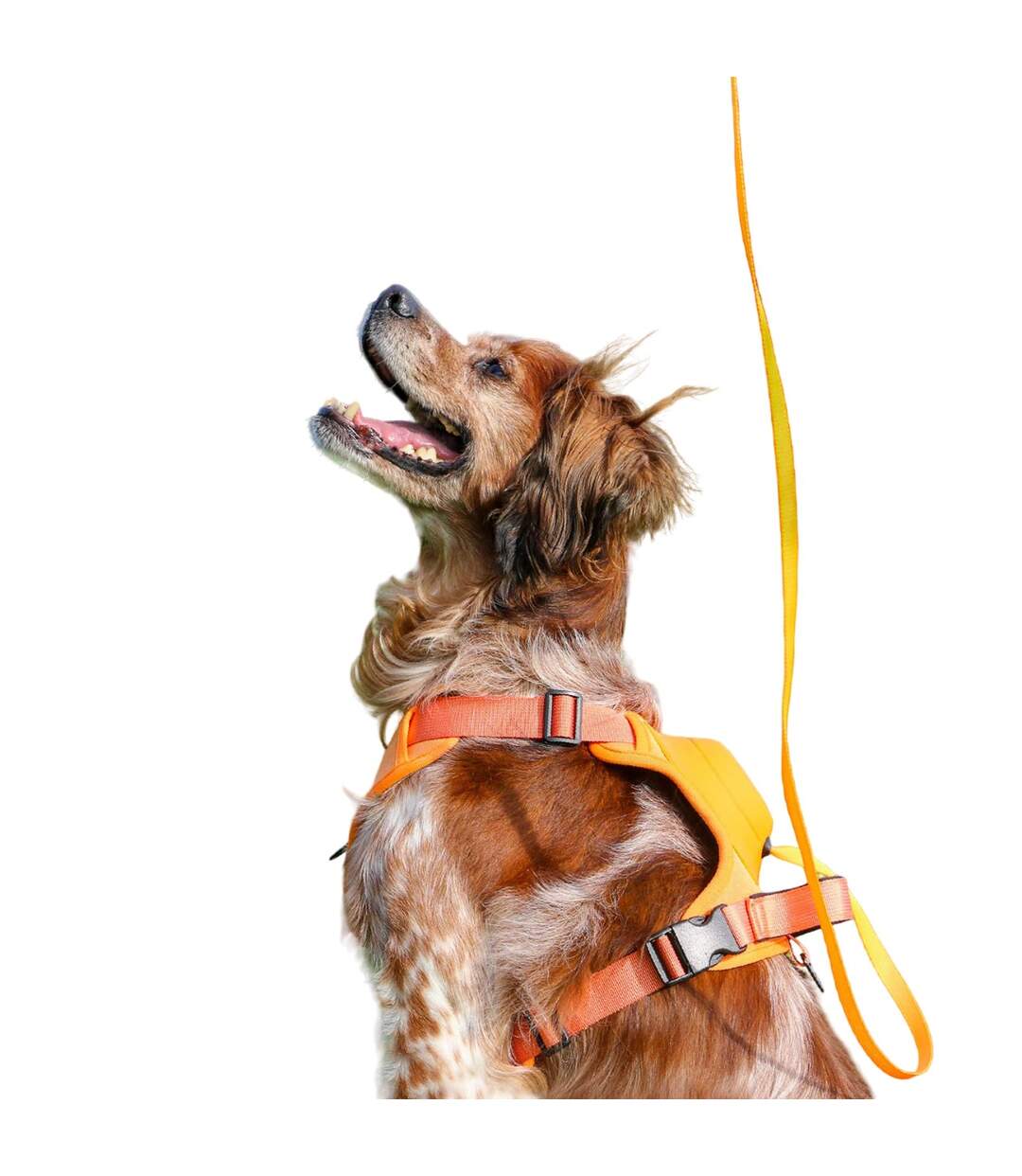 Extreme hybrid dog harness and lead set m orange Ancol-1
