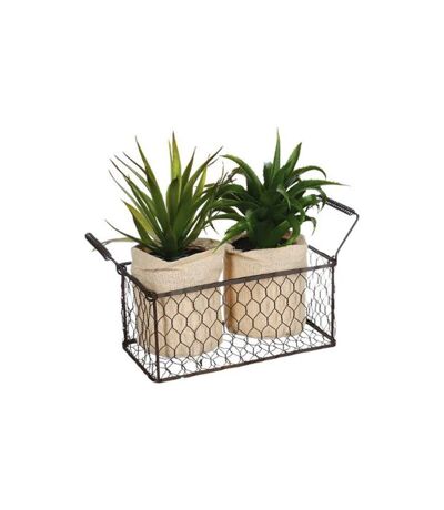 Lot de 2 Aloe Vera & Panier Well 23cm Vert