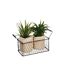 Lot de 2 Aloe Vera & Panier Well 23cm Vert