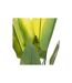 Plante Artificielle en Pot Strelitzia 120cm Vert & Beige