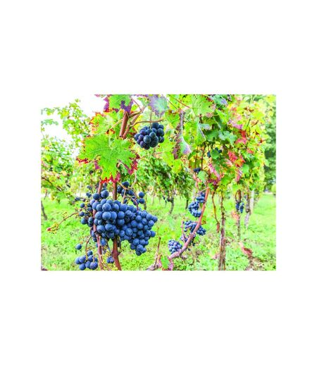 Journée à la découverte des trésors viticoles du Médoc pour 3 - SMARTBOX - Coffret Cadeau Sport & Aventure