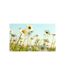 Papier Peint Marguerites Prairie de Printemps II 270x450cm-2
