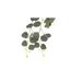 Tige Artificielle Eucalyptus Drew 80cm Vert-2