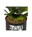 Plante Artificielle en Pot Cosy 20cm Noir & Vert