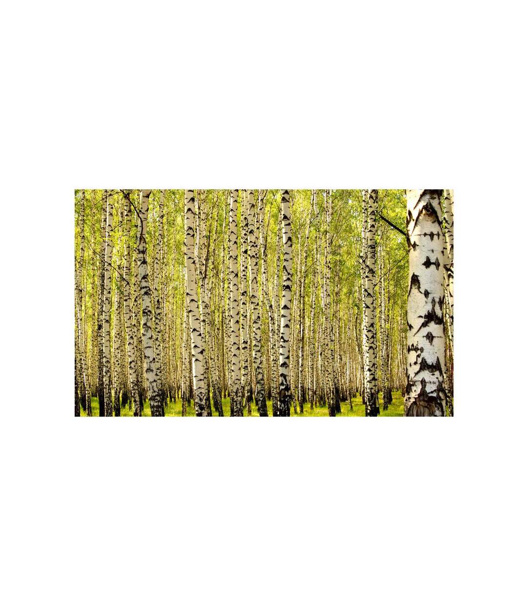 Papier Peint Forêt de Bouleaux II 450x270cm-2