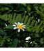 Carré Végétal Artificiel Jungle Izy 50cm Vert-2