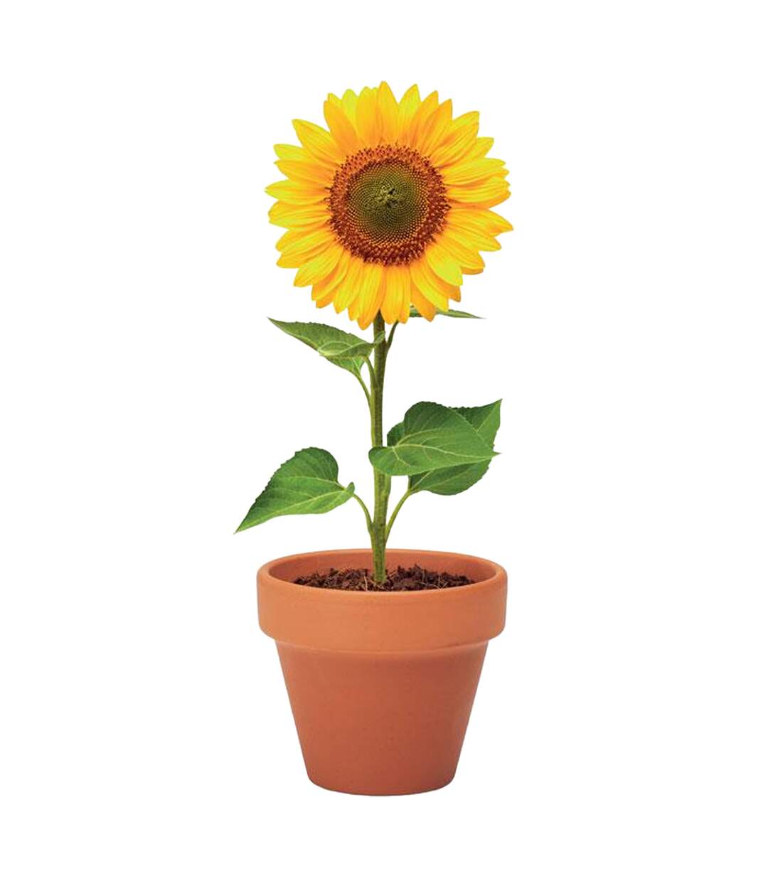 Pot de fleurs sunflower 5 cm x 6 cm x 5,5 cm bois MidOcean-1