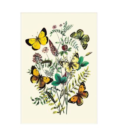 W. F. Kirby C. Palaeno, C. Phicomene, Et al Butterflies Print (Multicolored) (40cm x 30cm) - UTPM6545