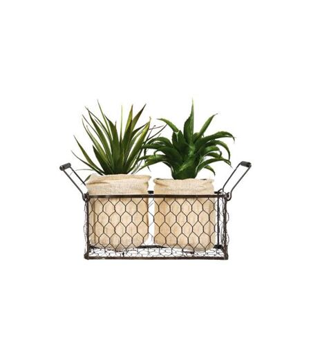 Lot de 2 Aloe Vera & Panier Well 23cm Vert