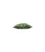 Paoletti - Housse de coussin AMAZON CREATURES (Jade) (Taille unique) - UTRV2440