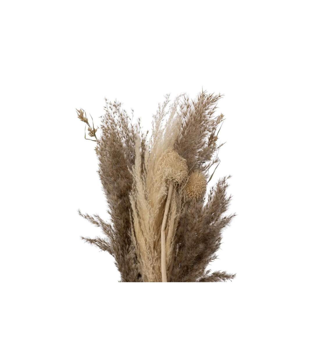Bouquet de Fleurs Séchées Pampa 58cm Naturel-2