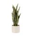 Plante Artificielle en Pot Sansevieria 37cm Vert-1