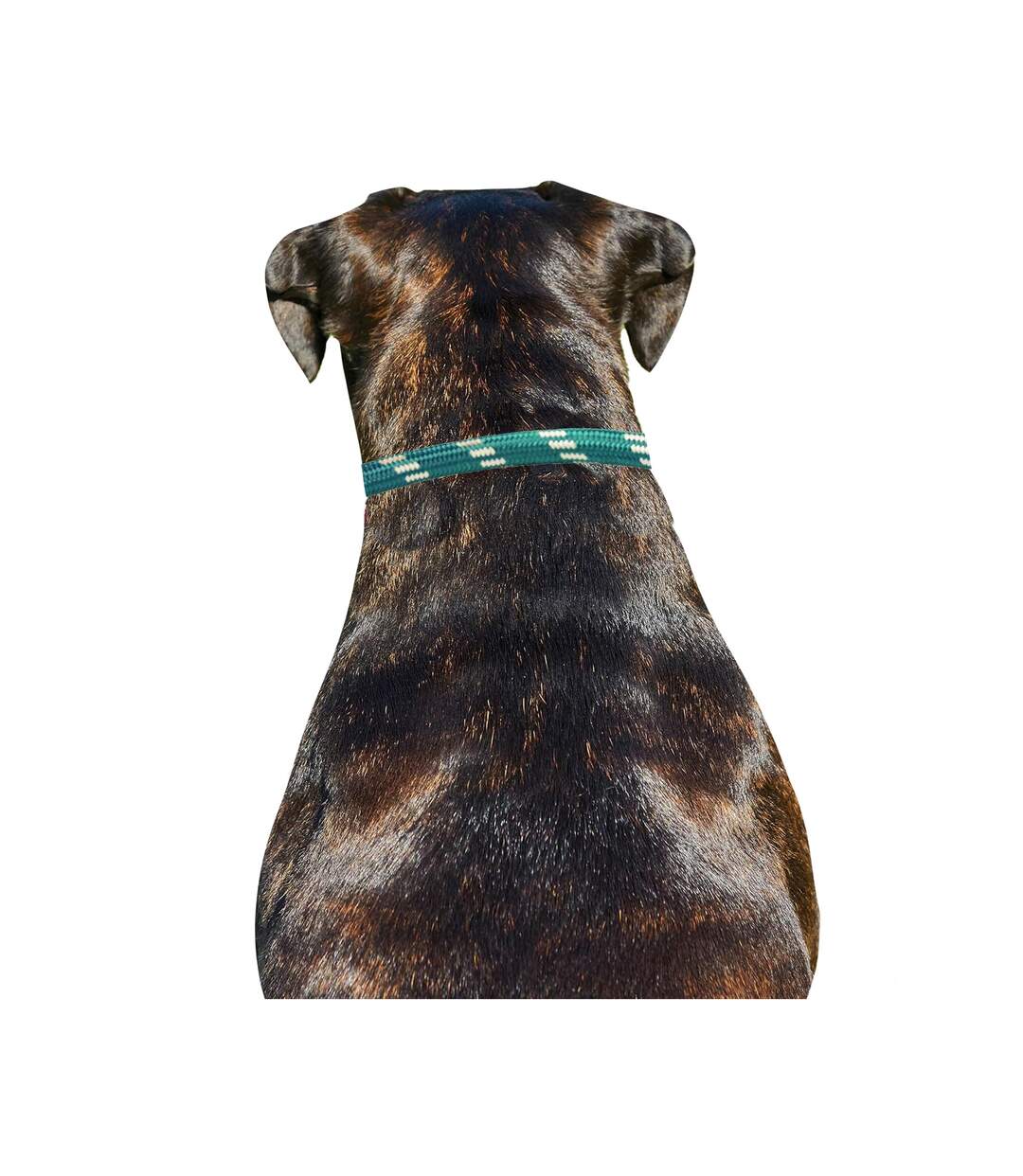 Rope leather dog collar xl hunter green/brown Weatherbeeta-3