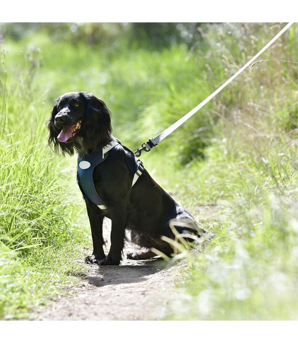 Weatherbeeta Explorer Dog Harness (Navy) (M) UTWB1955 Atlas For Men
