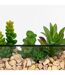 Terrarium Hexagonal en Verre Pia 20cm Noir-2
