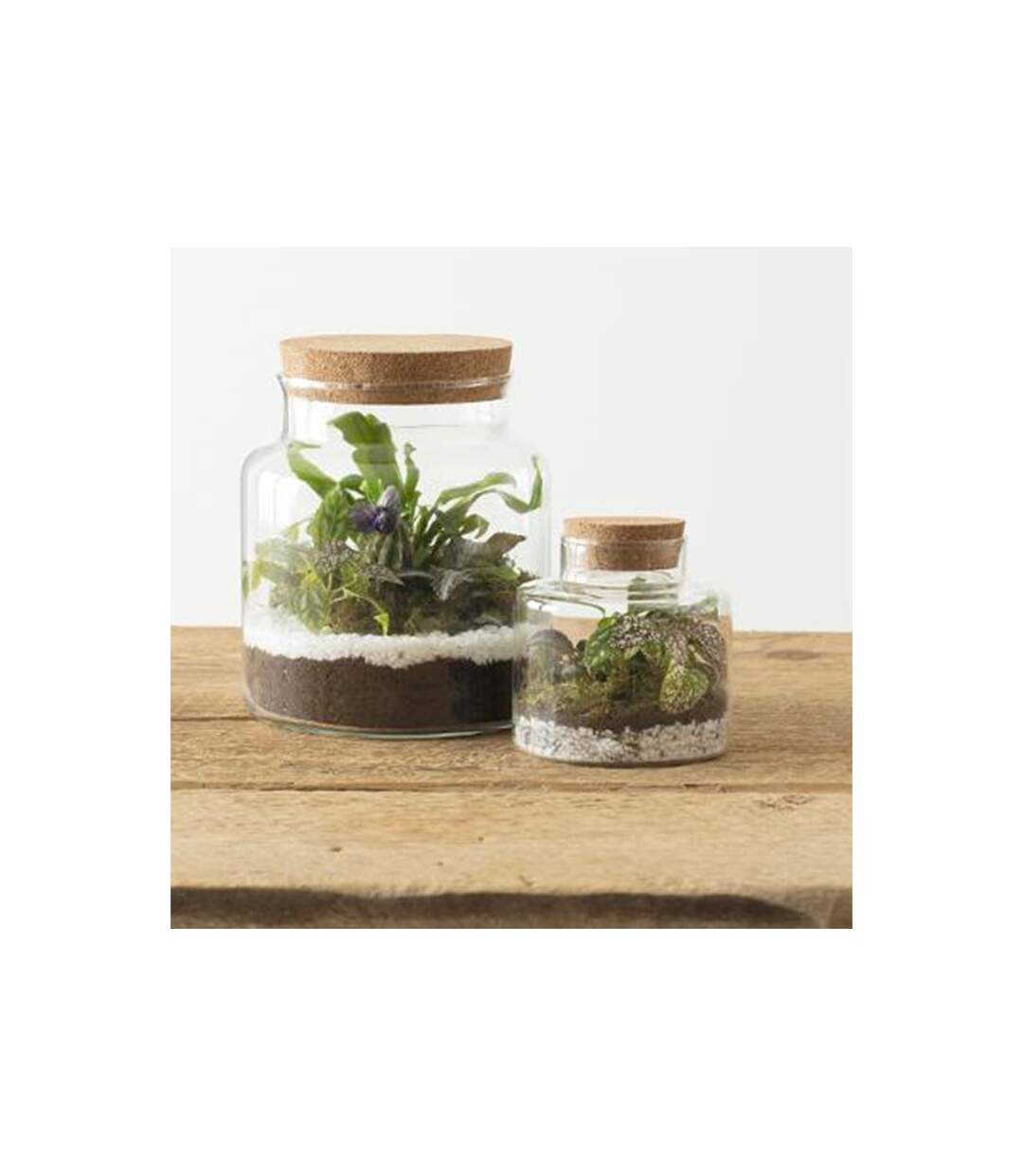Terrarium en Verre Bovaj 21cm Transparent-2