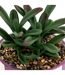 Plante Grasse Artificielle Deep Purple 16cm Violet-2