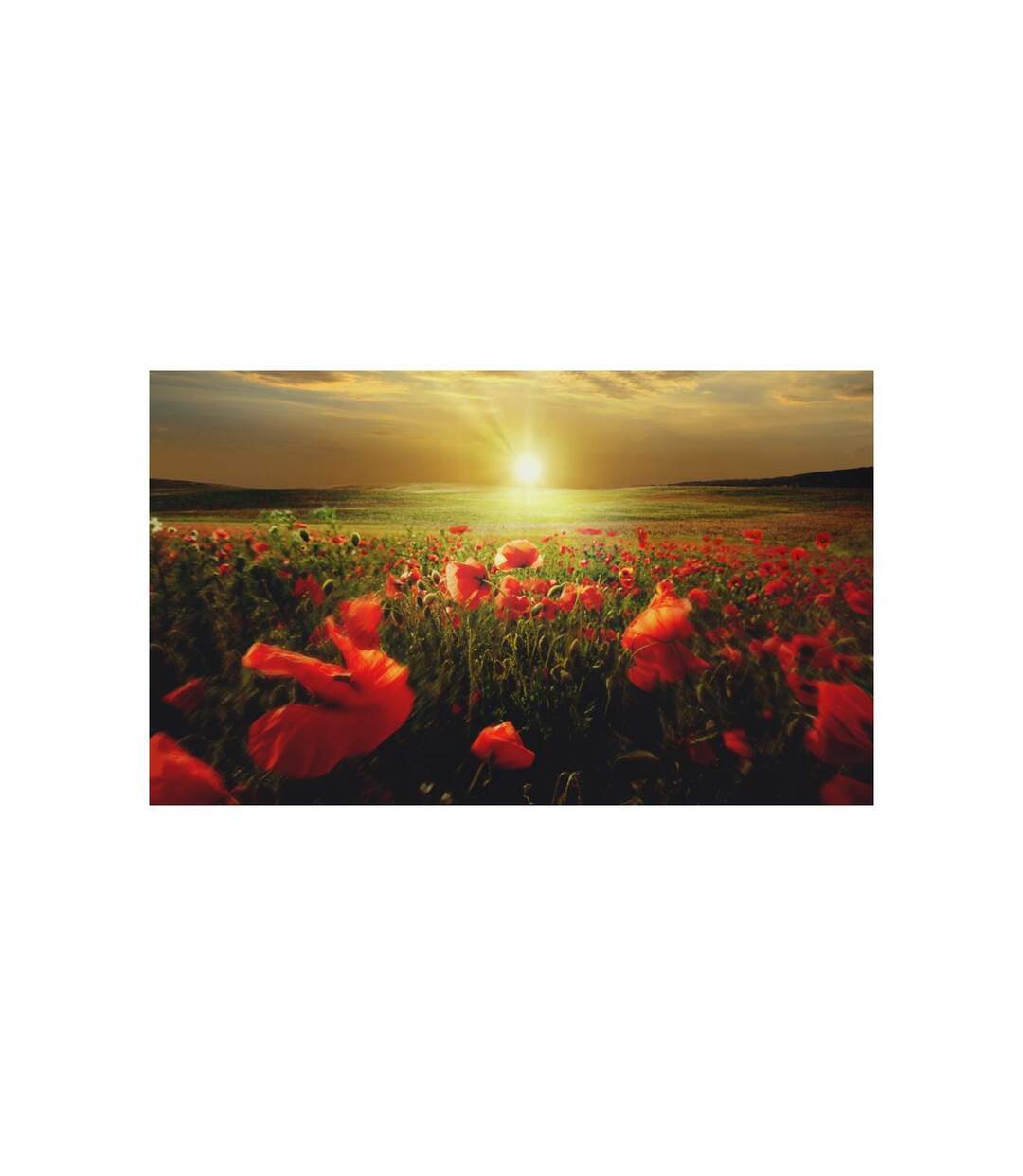 Papier Peint Morning on the Poppy Meadow II 450x270cm-2