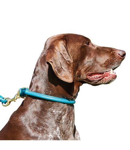 Weatherbeeta Rolled Leather Dog Collar (Teal) (XS) - UTWB1256