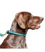 Weatherbeeta Rolled Leather Dog Collar (Teal) (XS) - UTWB1256