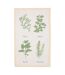 Lot de 3 Torchons Garrigue 45x70cm Blanc-4