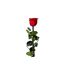 Fleur Artificielle Rose sur Tige 30cm Vert & Rouge