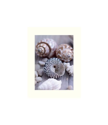 Howard Shooter & Lauren Floodgate Shells And Pebbles Print (Gray/Brown/White) (40cm x 30cm)