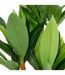 Plante Artificielle Dracena Onia 105cm Vert-2