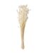 Bouquet de Fleurs Queue de Lièvre 86cm Écru-1