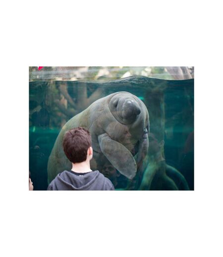Activité en famille : entrée pour 2 adultes et 1 enfant au Parc Zoologique de Paris - SMARTBOX - Coffret Cadeau Sport & Aventure