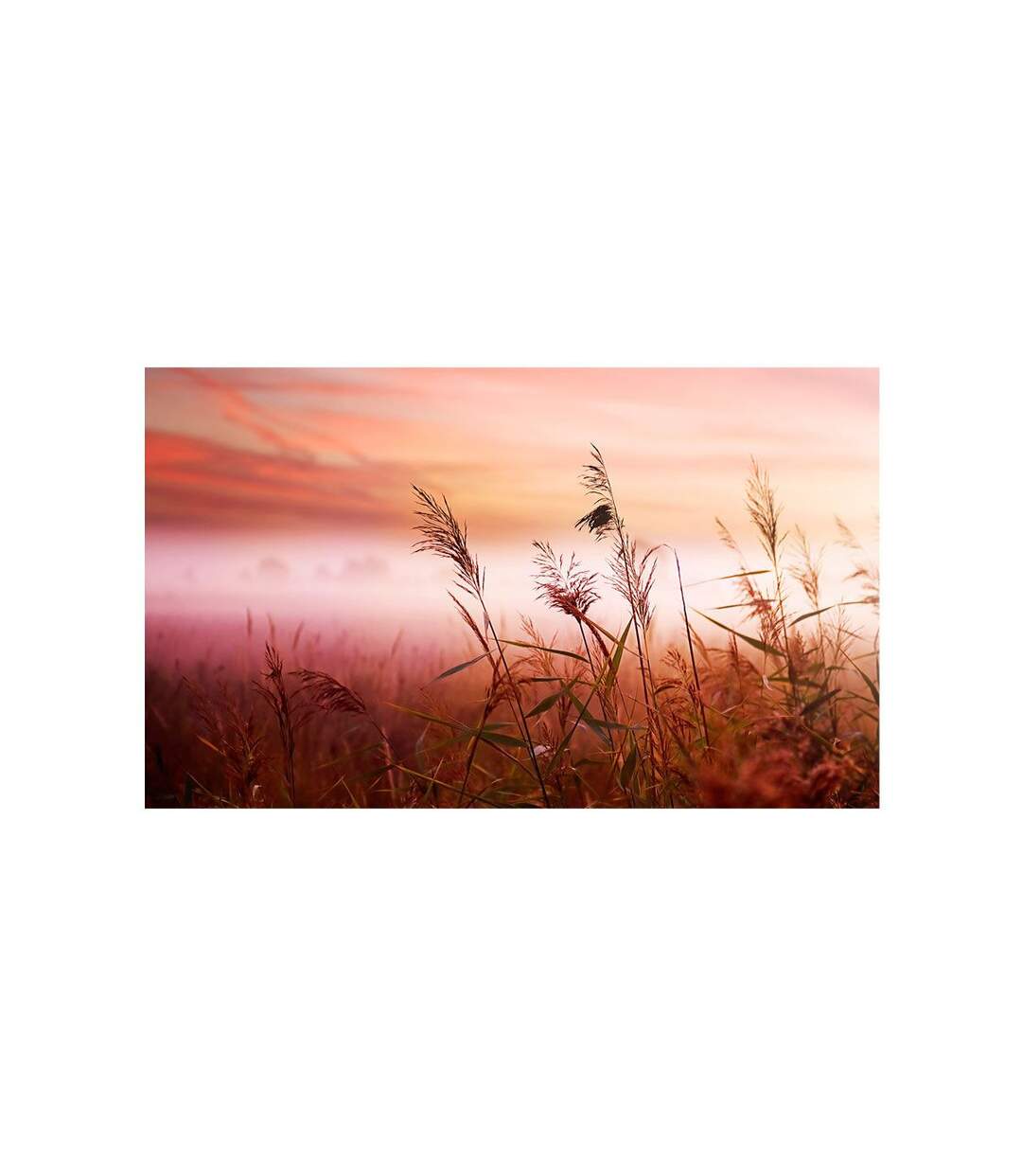 Papier Peint Prairie à l'aube II 450x270cm-2