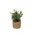 Eucalyptus Artificiel en Pot Jaye 27cm Vert-1