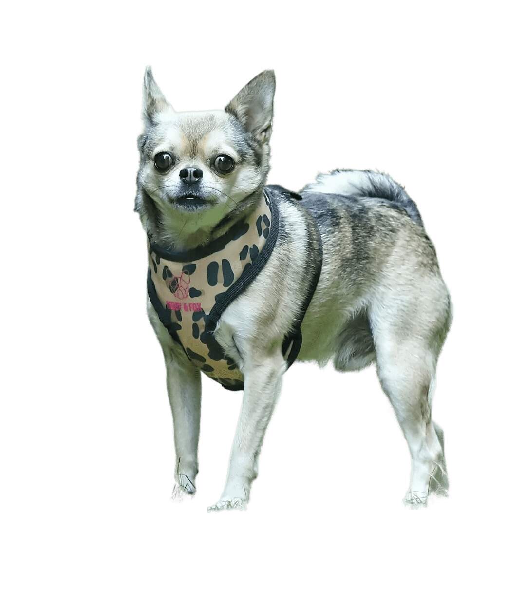 Animal print dog harness best sale