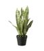 Plante Artificielle en Pot Dracaena Trifasciata 55cm Vert-1
