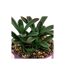 Plante Grasse Artificielle Deep Purple 16cm Violet-2